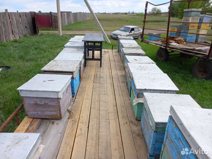 Пасека с с пчелами