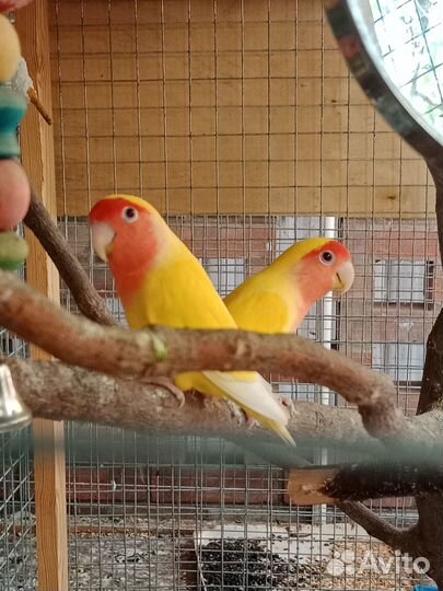 Пара неразлучников