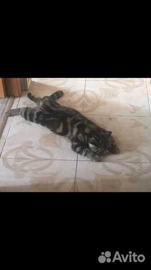 Котик экзотик ждет супругу