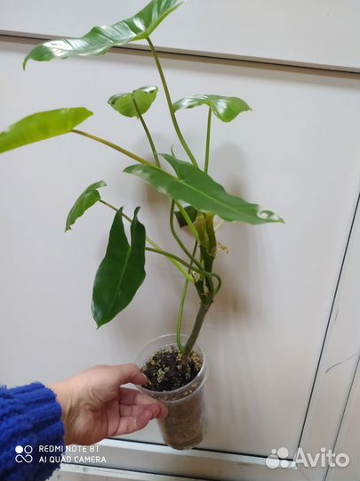 Филодендрон