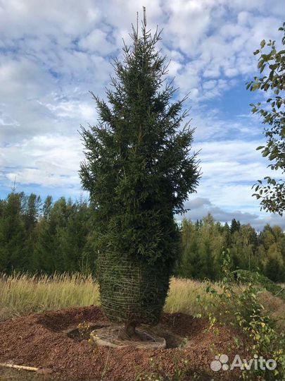 Саженцы Ёлка
