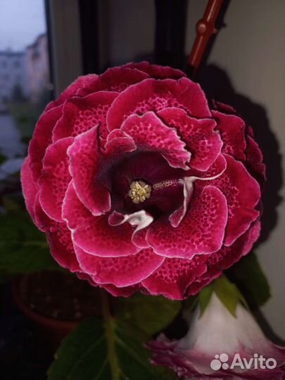 Глоксиния махровая