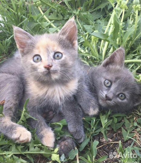 Красивые котята