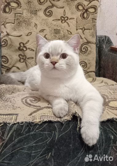 Британские котята