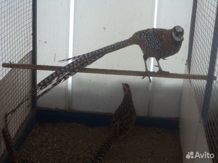 Фазаны-много видов-золотые,серебряные,королевские