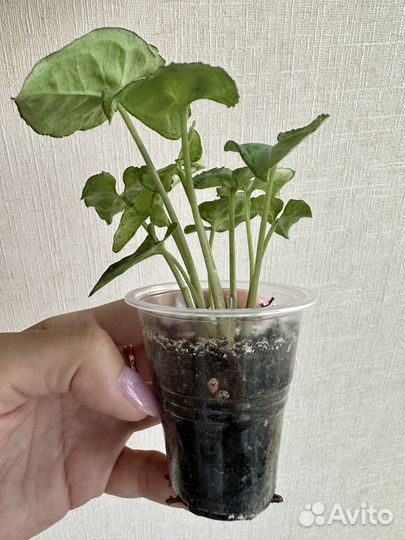 Сингониумы