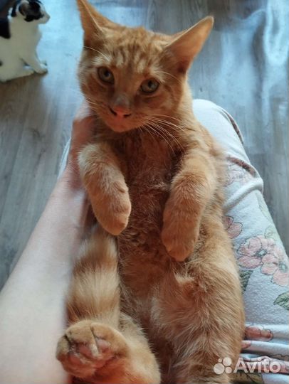 Рыжий котенок