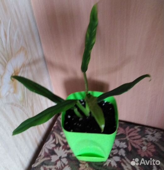 Филодендрон Элеганс изящный