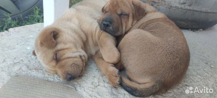 Щенки шарпей