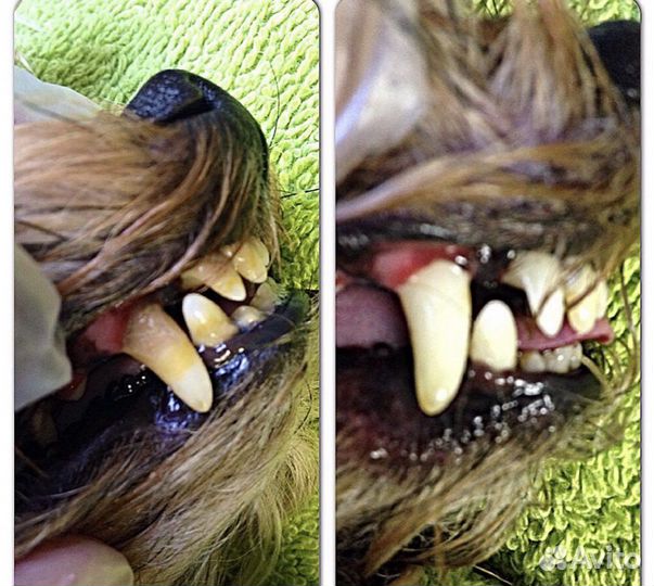 Ультразвуковая чистка зубов собакам и кошкам