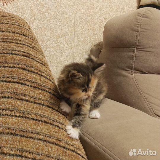 Котята разноцветные