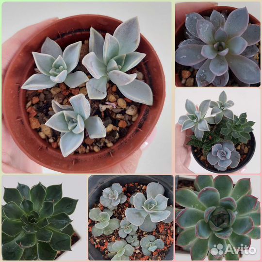 Суккуленты. Эхеверия,алоэ,граптопеталум