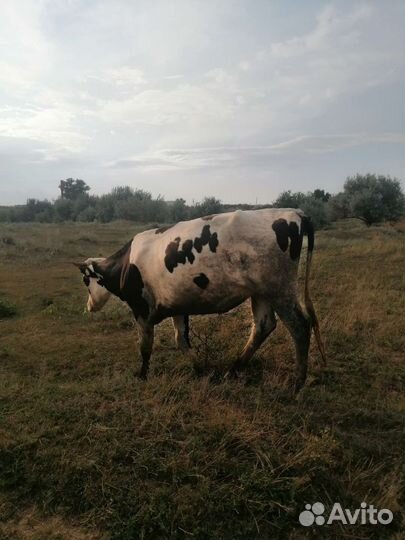 Телки стельные