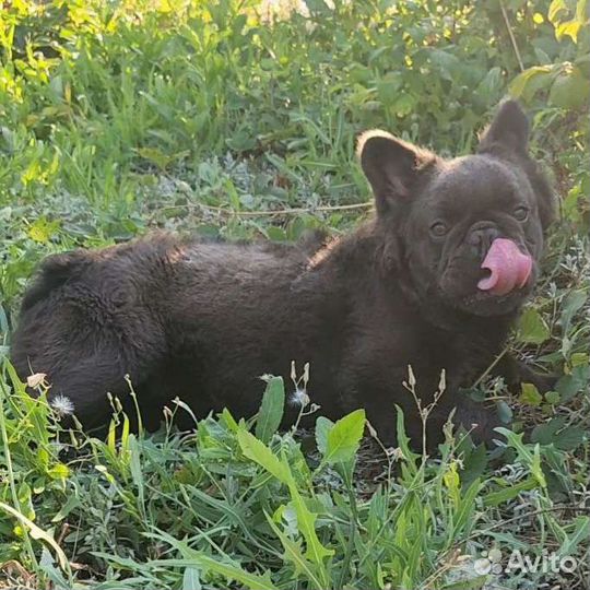 Голубой солид флаффи на вязку