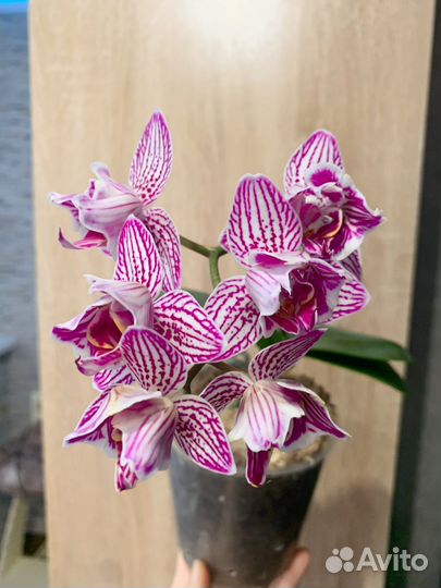 Венозный пелор от Joy орхидея фаленопсис