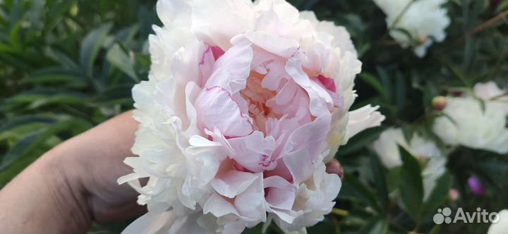 Пион фестива maxima