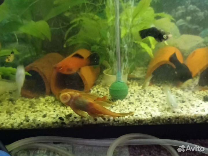 Анцитрусы супер Ред