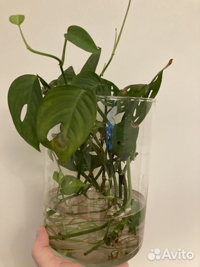 Черенки карликовой монстеры. Монстера косая