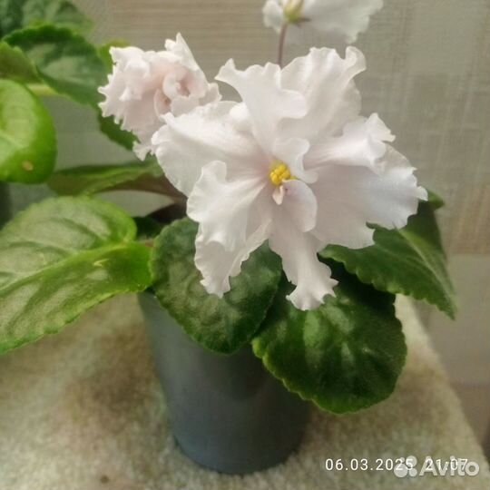 Комнатные цветы фиалки