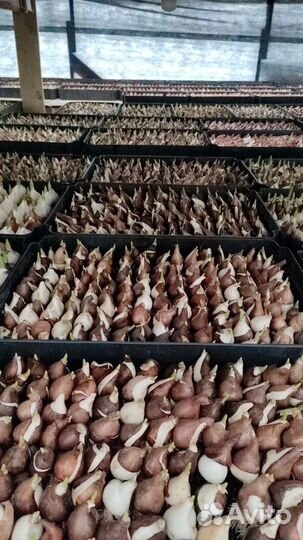 Тюльпаны к 8 марта