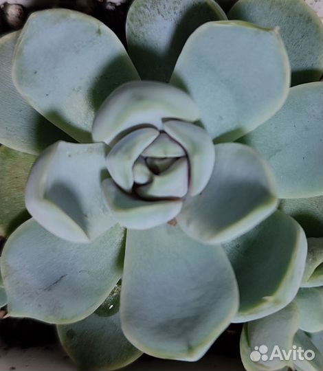 Суккуленты