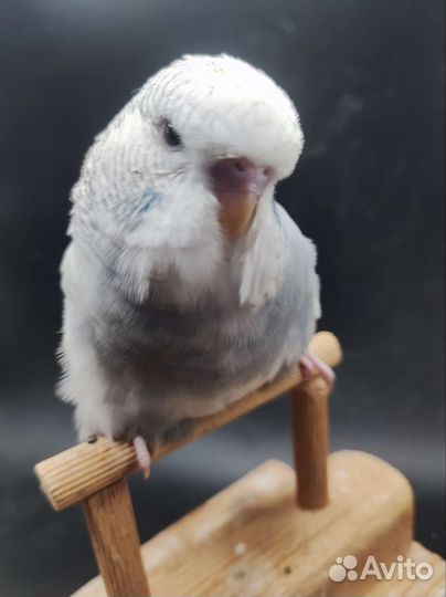 Выставочный волнистый попугай, самец