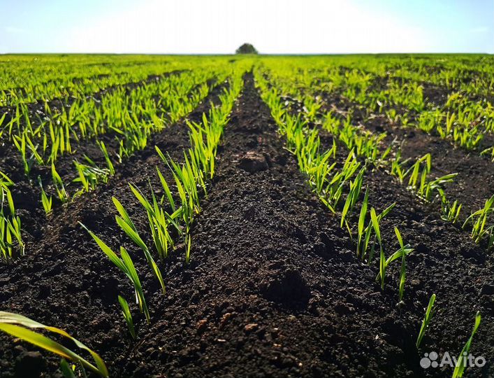 Чернозем доставка