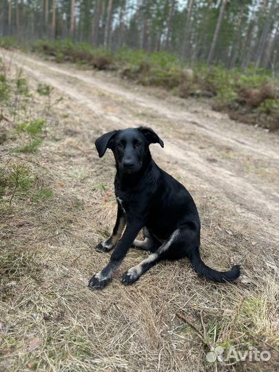 Щенок в добрые руки