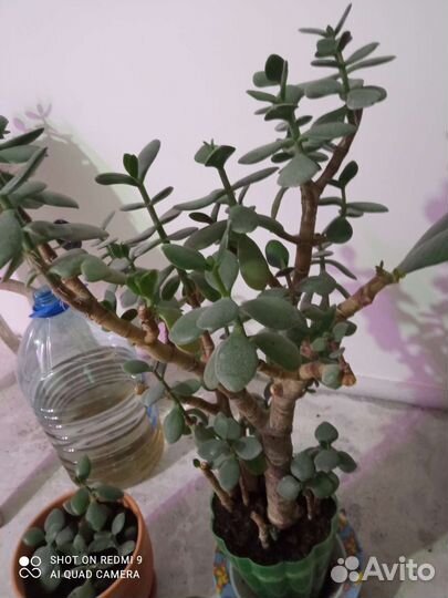 Крассула бесплатно