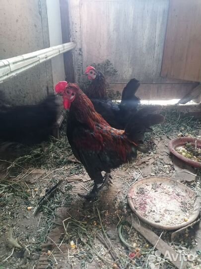 Куры молодки несушки духовницкое