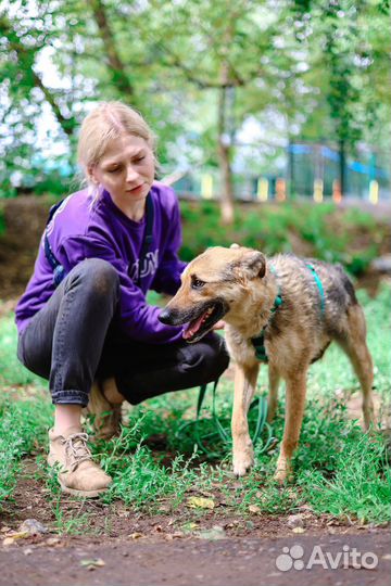 Собаки бесплатно в добрые руки