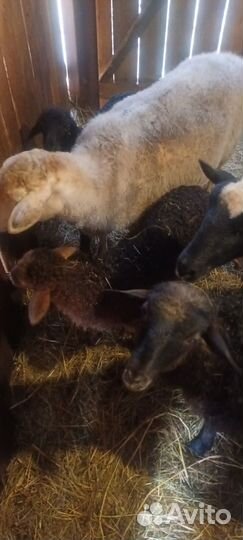 Бараны молодые на племя
