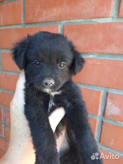 Щенки той терьер