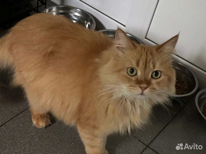 Отдадим в ответственные руки