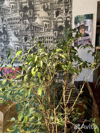 Фикус бенджамина большой/ комнатные растения