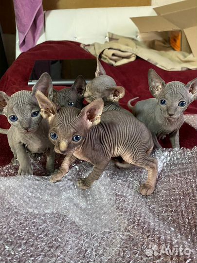 Канадский сфинкс котенок