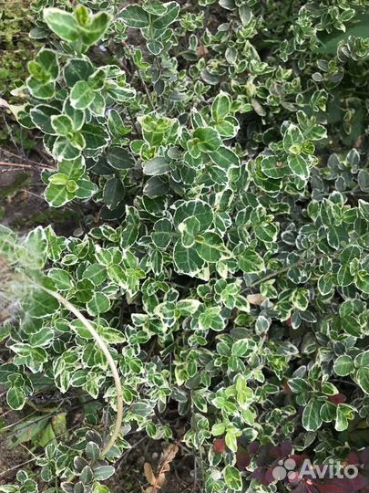 Бересклет почвопокровный