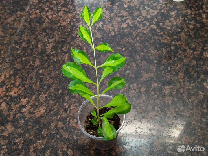 Экзоты комнатные