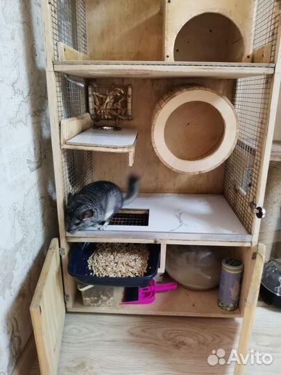 Витрина и семья шиншилл