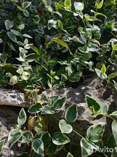 Растение вьющиеся