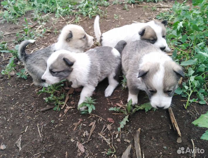 Щенки лаек