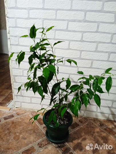 Комнатные цветы