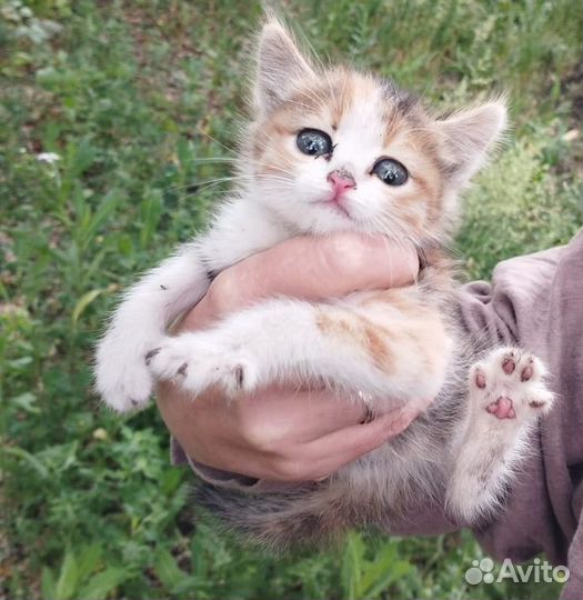 Котята в дар бесплатно