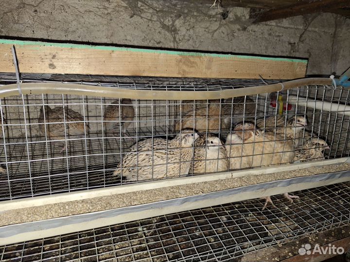 Перепела продажа