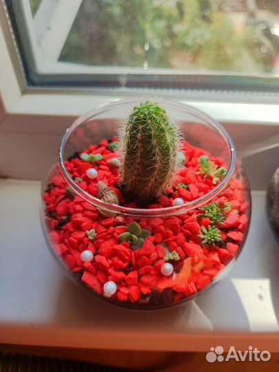 Флорариум с кактусами и суккулентами