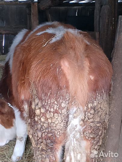 Телочки. Можно на мясо