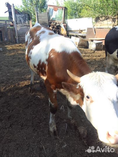 Продам корову