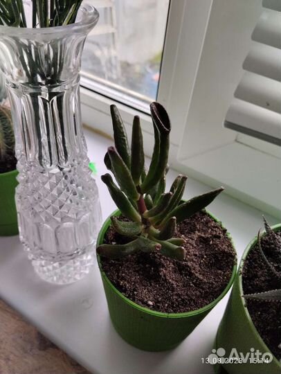 Толстянка хоббит