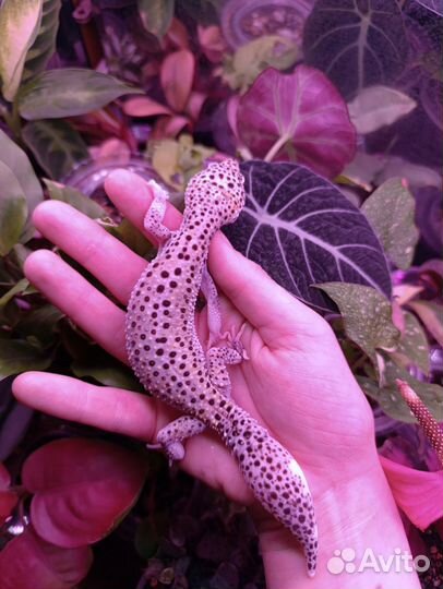 Эублефар Mack Snow Enigma Eclipse Самка