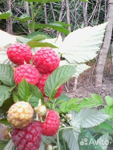 Маравилла малина саженцы. Маравилла малина саженцы. Клубника маравилла. Малина мапема. Малина ремонтантная сорт маравилла.